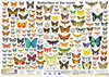 Buchcover Butterflies of the world