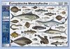 Buchcover Europäische Meeresfische