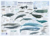 Buchcover Whales and dolphins
