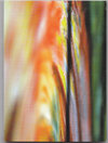 Buchcover Ein Bild im Tanzrausch