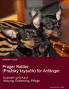 Buchcover Prager Rattler (Pražský krysařík) für Anfänger