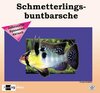 Buchcover Schmetterlingsbuntbarsche