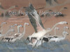 Buchcover Der Flug der Flamingos