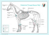 Buchcover Akupunktur-Tafel Pferd