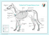 Buchcover Akupunktur-Tafel Hund