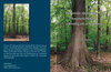 Buchcover Die Stieleiche (Quercus robur L.) slawonischer Herkunft in Westfalen und am Niederrhein