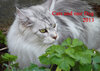 Buchcover Katzenkalender 2013