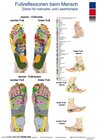 Buchcover Fußreflexzonen beim Menschen - Zonen für manuelle- und Lasertherapie