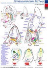 Buchcover Ohrakupunktur für Tiere (Ohrakupunkturtafel)