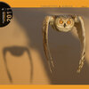 Buchcover Chouettes & Hiboux - Owls - Uhus & Eulen 2011