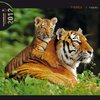 Buchcover Kalender 2012 "Tiger"