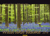 Buchcover WALD UND BÄUME Kalender 2014
