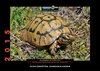 Buchcover Schildkröten-Jahreskalender 2015