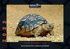 Buchcover Schildkröten-Jahreskalender 2022