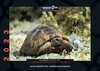 Buchcover Schildkröten-Jahreskalender 2023