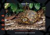 Buchcover Schildkröten-Jahreskalender 2024