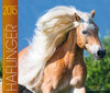 Buchcover Haflinger Pferde Kalender 2015