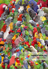 Buchcover Poster Papageien der Welt