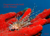 Buchcover Faszinierende Welt unter Wasser 2017