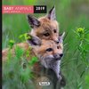 Buchcover Aquarupella 2019 Baby Animals