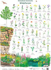Buchcover Klimafeste heimische Wildpflanzen
