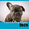 Buchcover French Bulldog Puppies 2019