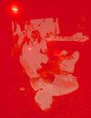 Buchcover Prisma