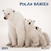 Buchcover Polar Babies
