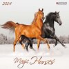 Buchcover The Magic of Horses