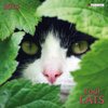 Buchcover Cool Cats