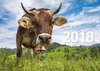 Buchcover Kuh-Kalender 2018