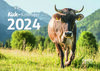 Buchcover Kuh-Kalender 2024