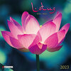 Buchcover Lotus Feng Shui 2023
