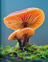 Buchcover Mushroom