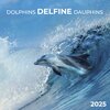 Buchcover Dolphins/Delfine 2025