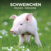 Buchcover Piggies/Schweinchen 2025