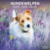 Buchcover Puppy Dogs/Hundewelpen 2025