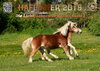 Buchcover Haflingerkalender 2019