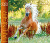 Buchcover Haflinger 2020