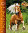 Buchcover Haflinger 2025