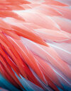 Buchcover Flamingo Feathers
