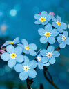 Buchcover Wildflower