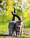 Buchcover Cats