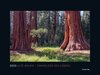 Buchcover Alte Bäume, Sinnbilder des Lebens - KUNTH Wandkalender 2025