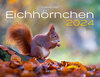 Buchcover Eichhörnchen Eintragkalender 2024