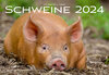 Buchcover Schweine Kalender 2024