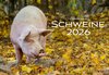 Buchcover Schweine Kalender 2026