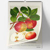 Buchcover Alte Obstsorten. Wandkalender 2025