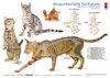 Buchcover Tierakupunktur Akupunktur für Katzen (Akupunkturtafel)