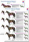 Buchcover Akupunkturtafel für Pferde 5 + 6